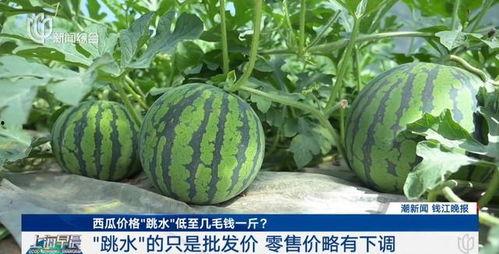 白瓜批发价格今日上海,“今日上海白瓜批发价格动态解析”