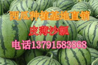 情人瓜今日价格,价格行情一览”