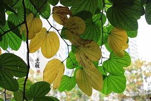 今日立秋你吃瓜了吗,清凉一夏的完美收尾