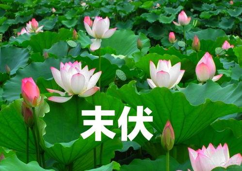 别名今日宜吃瓜小说,今日宜吃瓜小说的奇幻冒险之旅