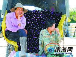 崖城瓜菜今日价格,新鲜直供，实惠之选