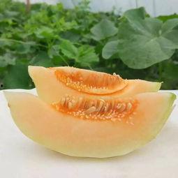 山东聊城东方蜜瓜今日价,甜蜜价格惊喜来袭！