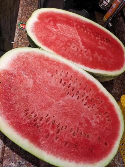 通海今日瓜价行情最新,今日瓜价走势解析