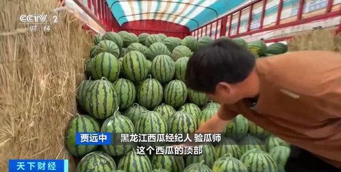 通海今日瓜价行情最新,今日瓜价走势解析