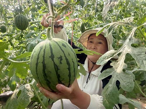 郑州小吊瓜今日价格行情,涨跌互现，市场动态解析