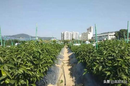 北部瓜茄今日行情,新鲜动态一览