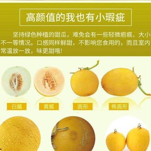 缅甸黄金蜜瓜今日价格,市场行情一览