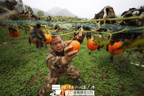 吊瓜今日价格最新行情,今日行情一览