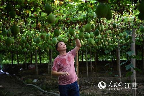 吊瓜今日价格最新行情,今日行情一览