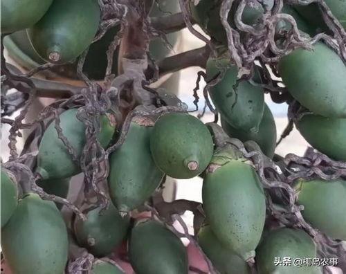 海南吊瓜今日价格行情最新,今日行情一览
