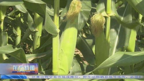 雷州瓜菜今日收购价,价格波动解析与市场动态一览”