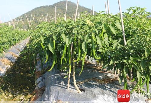 雷州瓜菜今日收购价,价格波动解析与市场动态一览”