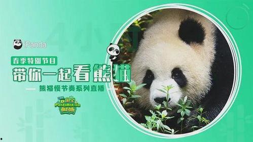 熊猫明星网红有哪些名字,盘点那些萌动网络的可爱名字