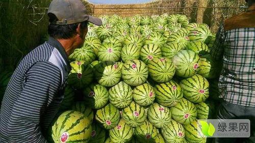 宁夏硒砂瓜今日行情市场,今日市场行情一览，品质与价格齐飞”