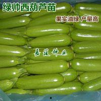 西胡芦瓜今日价格行情,涨跌波动解析
