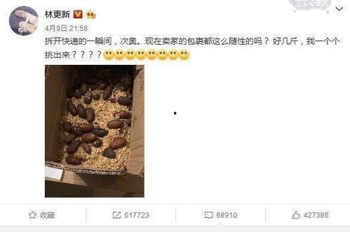 东北明星网红男是谁