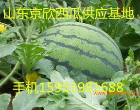 山东西瓜今日收瓜价