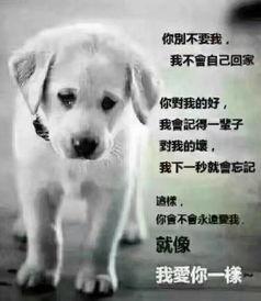 今日吃瓜小狗要服从主人的命令,严格服从主人命令的忠诚伙伴