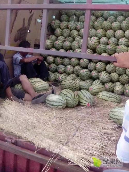 麒麟瓜今日价格赶集,抢购热潮下的市场动态