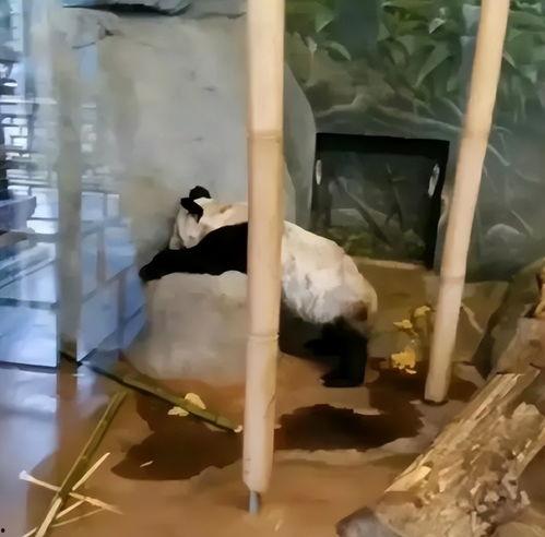 明星网红为熊猫丫丫发声