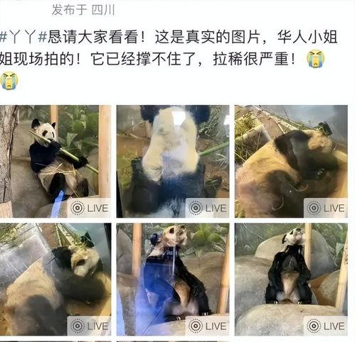 明星网红为熊猫丫丫发声