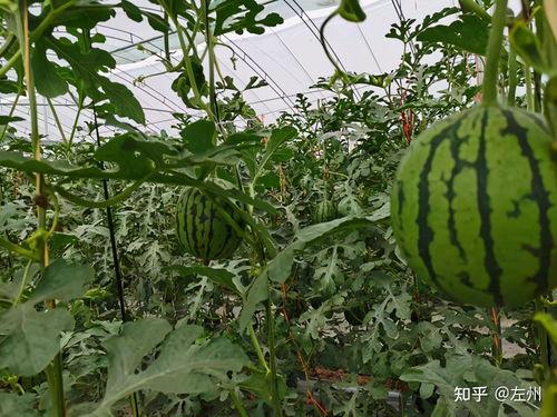 今日小吊瓜最新行情,今日价格走势解析”