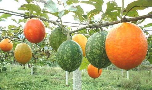 今日小吊瓜最新行情,今日价格走势解析”