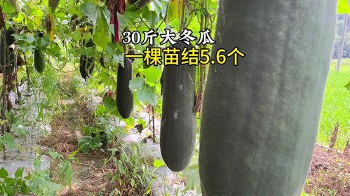 5今日大瓜 热门大瓜,揭秘热门事件背后的真相与内幕