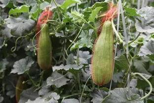 大荔脆瓜今日价格,价格行情一览”