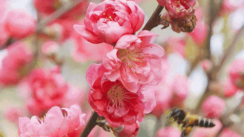 明星网红赏花是谁啊,一场视觉与心灵的盛宴