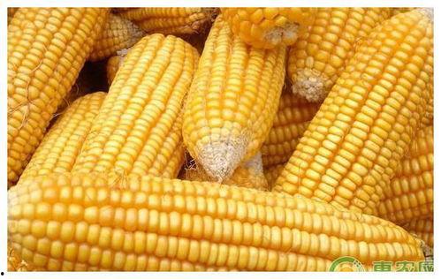 山东潍坊吊瓜今日价格表,行情稳定，品质优良