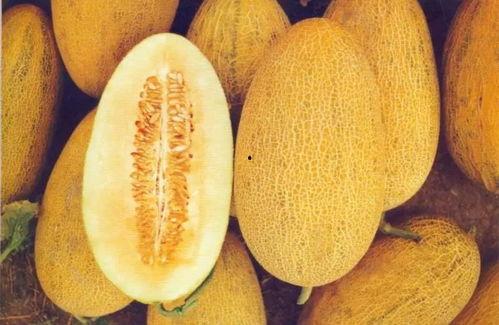 桃源今日哈密瓜价格表,桃源今日哈密瓜价格行情一览