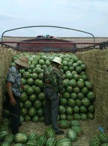 今日万邦硒砂瓜价格,硒砂瓜市场行情实时解析