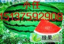 今日新疆瓜价格