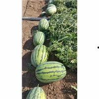 今日新疆瓜价格