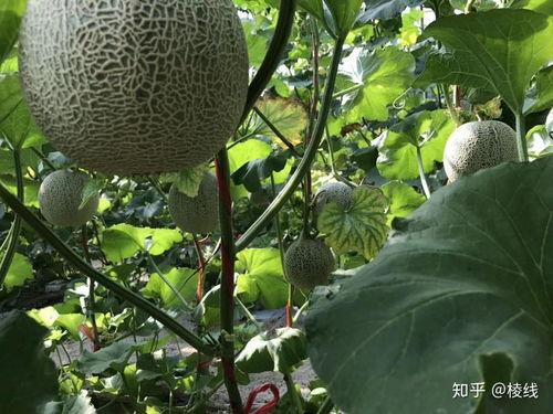 玫珑瓜今日价格,探寻市场波动背后的秘密”