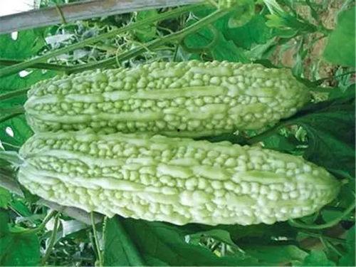 云南小瓜价格今日价格,市场行情一览”