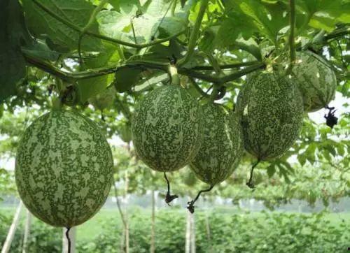 小吊瓜今日价格表,市场行情一览