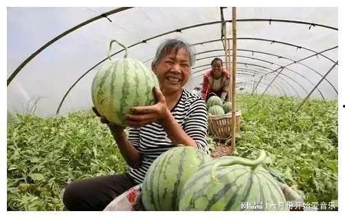 宁夏瓜贩子今日价格查询,宁夏瓜贩子今日价格一览