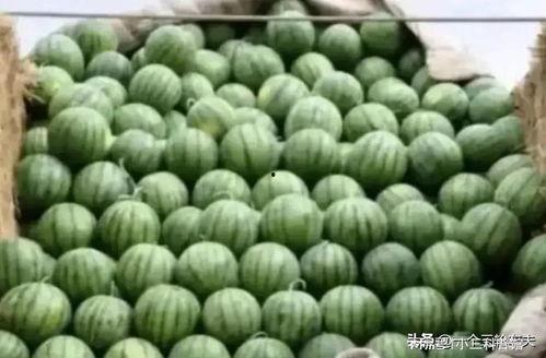 宁夏瓜贩子今日价格查询,宁夏瓜贩子今日价格一览