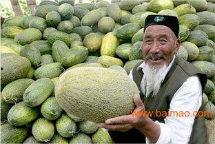 今日三亚哈密瓜批发价,品质佳受市场热捧
