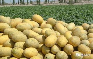 今日三亚哈密瓜批发价,品质佳受市场热捧
