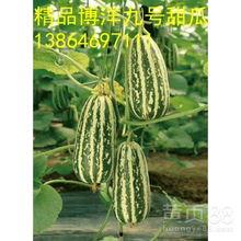 今日洋瓜价格行情最新消息,涨跌互现，市场动态解析