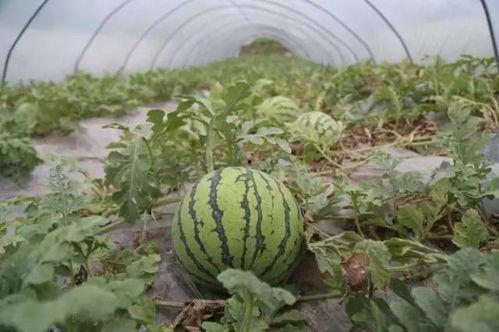 今日洋瓜价格行情最新消息,涨跌互现，市场动态解析