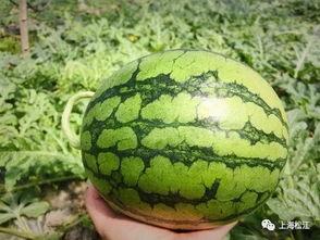 通海今日小瓜收购价格表