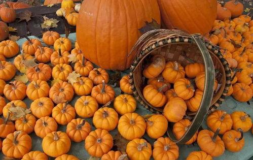 小喜瓜今日价格,市场行情一览”