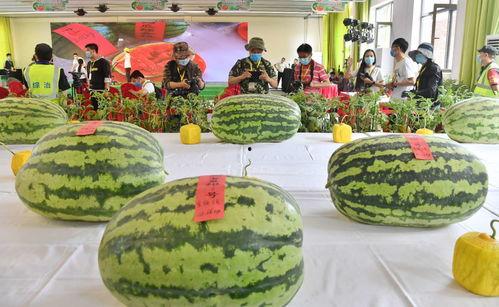 今日大瓜每日大赛,每日大赛精彩瞬间大盘点