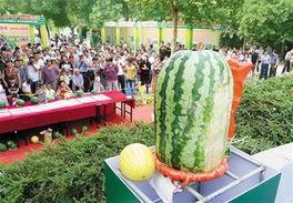 今日大瓜每日大赛,每日大赛精彩瞬间大盘点