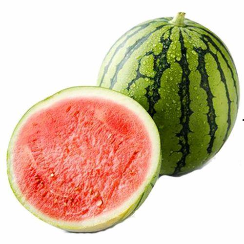 惠州今日鲜瓜价格表,实惠与品质并存