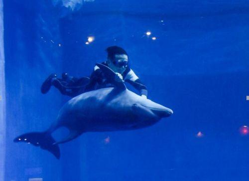 明星网红同款海洋动物,揭秘明星同款海洋动物风采